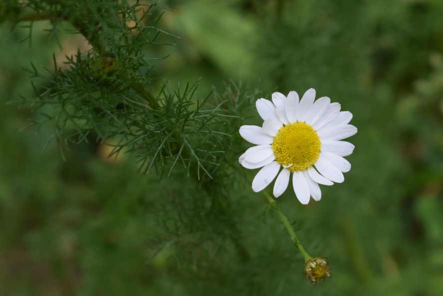 Tripleuromspermum inodorum